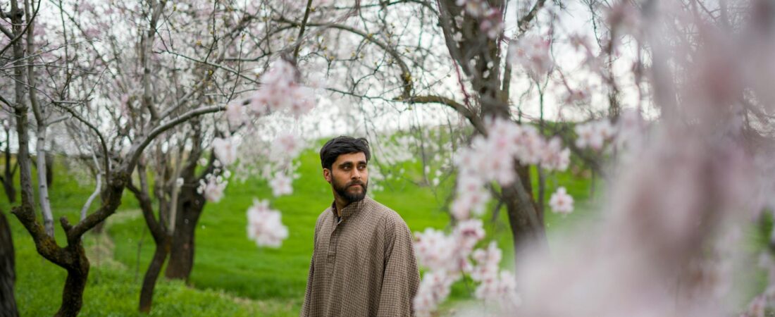 Cherry Blossom in Kashmir: 3 Stunning Spots and Exact Timing